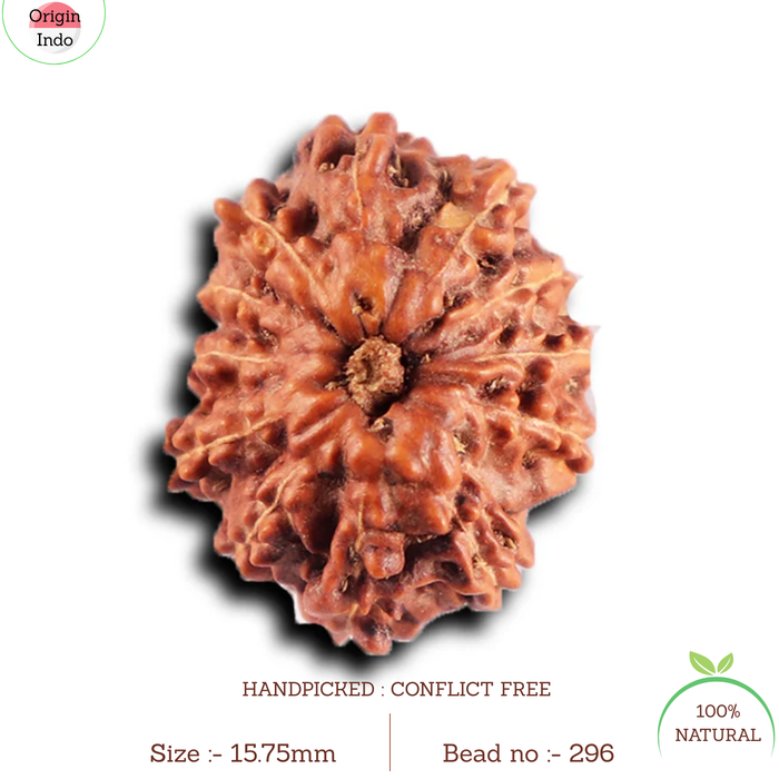 12 Mukhi Indonesian Rudraksha - Bead No. 296