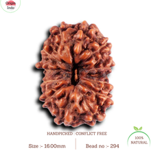 Load image into Gallery viewer, 12 Mukhi Indonesian Rudraksha - Bead No.294

