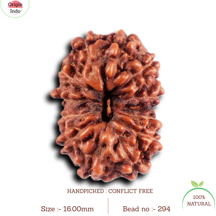 12 Mukhi Indonesian Rudraksha - Bead No.294