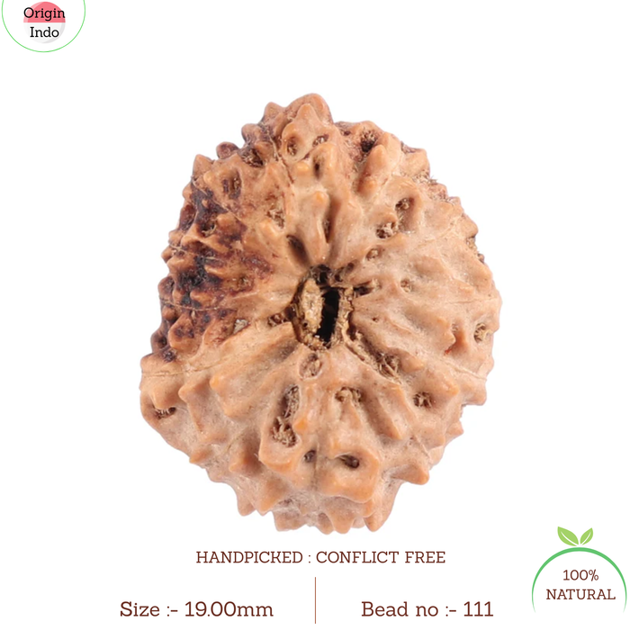 12 Mukhi Indonesian Rudraksha - Bead No. 111