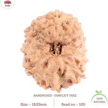 Load image into Gallery viewer, 12 Mukhi Indonesian Rudraksha - Bead No. 105
