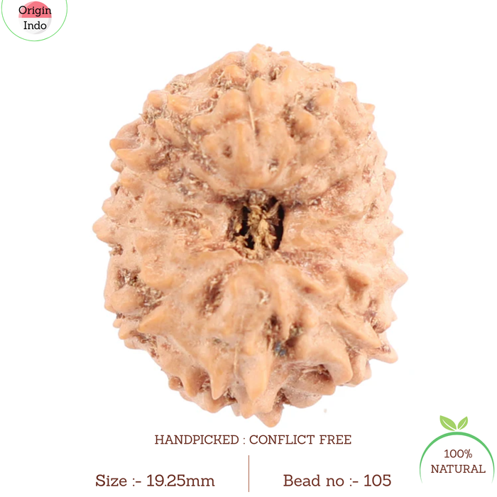 12 Mukhi Indonesian Rudraksha - Bead No. 105