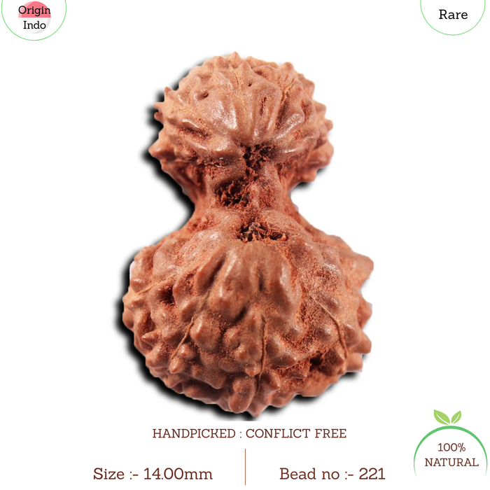 Gaurishanker Rudraksha from Indonesia -221