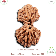 Load image into Gallery viewer, Gaurishanker Rudraksha from Indonesia -223
