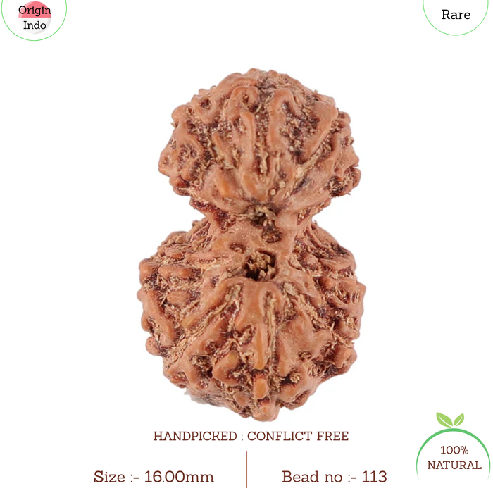 Gaurishanker Rudraksha from Indonesia - 113