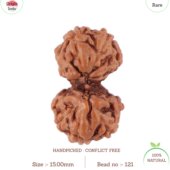 Gaurishanker Rudraksha from Indonesia - 121