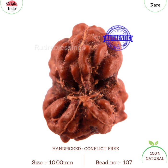 Gaurishanker Rudraksha from Indonesia - 107