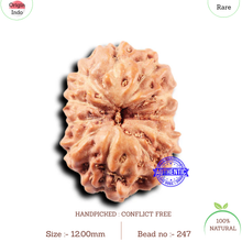 Load image into Gallery viewer, 11 Mukhi Indonesian Rudraksha - Bead No. 247
