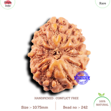 Load image into Gallery viewer, 11 Mukhi Indonesian Rudraksha - Bead No.242
