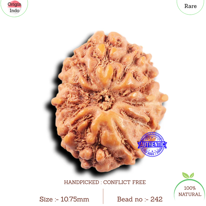 11 Mukhi Indonesian Rudraksha - Bead No.242