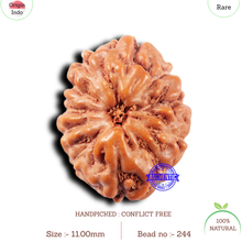 Load image into Gallery viewer, 11 Mukhi Indonesian Rudraksha - Bead No.244
