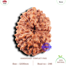 Load image into Gallery viewer, 11 Mukhi Indonesian Rudraksha - Bead No. 246
