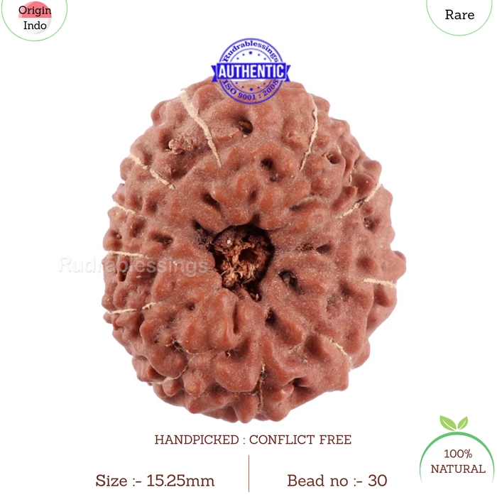 11 Mukhi Indonesian Rudraksha - Bead No. 30