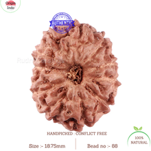 Load image into Gallery viewer, 11 Mukhi Indonesian Rudraksha - Bead No. 88
