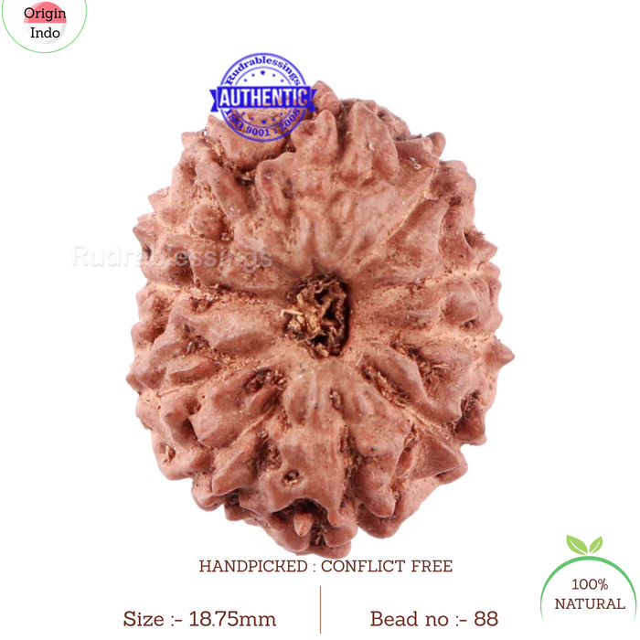 11 Mukhi Indonesian Rudraksha - Bead No. 88