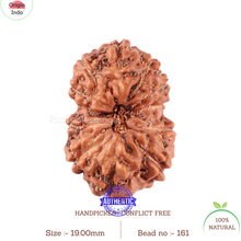 Load image into Gallery viewer, 11 Mukhi Indonesian Rudraksha - Bead No. 161
