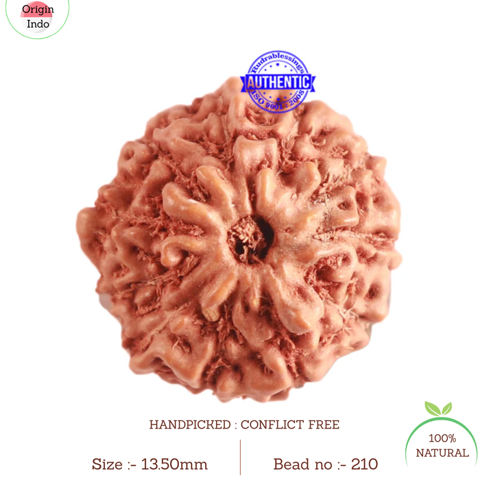 11 Mukhi Indonesian Rudraksha - Bead No. 210