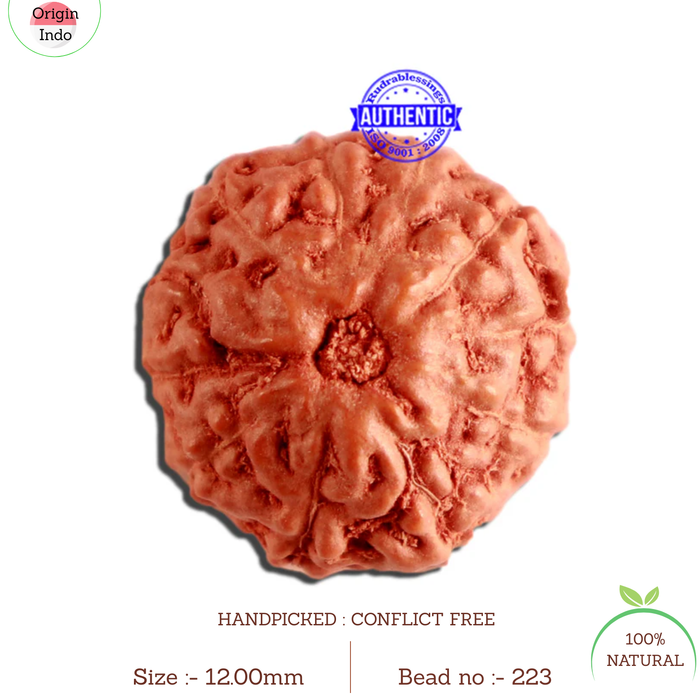 11 Mukhi Indonesian Rudraksha - Bead No. 223