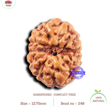 Load image into Gallery viewer, 11 Mukhi Indonesian Rudraksha - Bead No. 248
