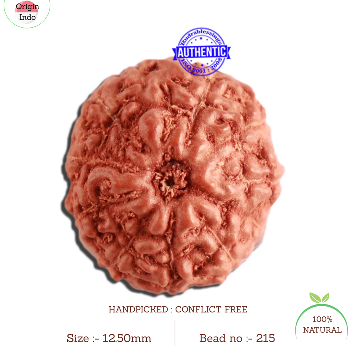 11 Mukhi Indonesian Rudraksha - Bead No. 215