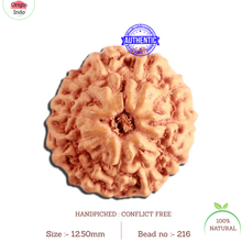 Load image into Gallery viewer, 11 Mukhi Indonesian Rudraksha - Bead No. 216
