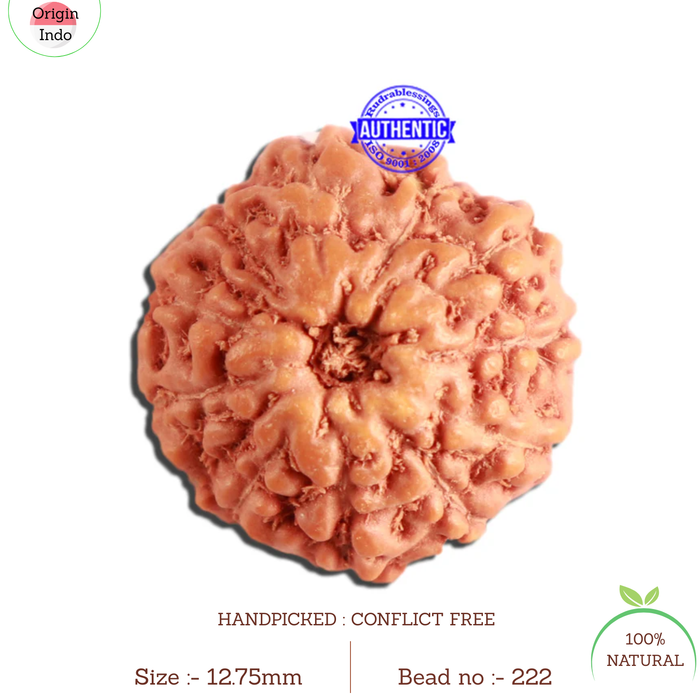 11 Mukhi Indonesian Rudraksha - Bead No. 222