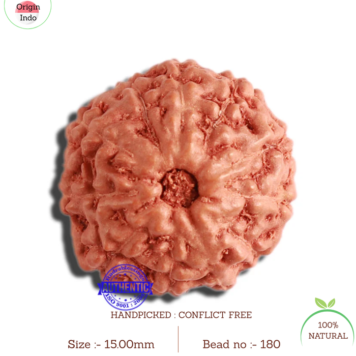 11 Mukhi Indonesian Rudraksha - Bead No. 180