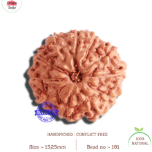 Load image into Gallery viewer, 11 Mukhi Indonesian Rudraksha - Bead No. 181
