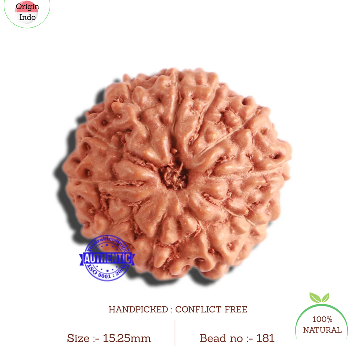 11 Mukhi Indonesian Rudraksha - Bead No. 181