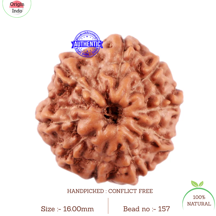 11 Mukhi Indonesian Rudraksha - Bead No. 157