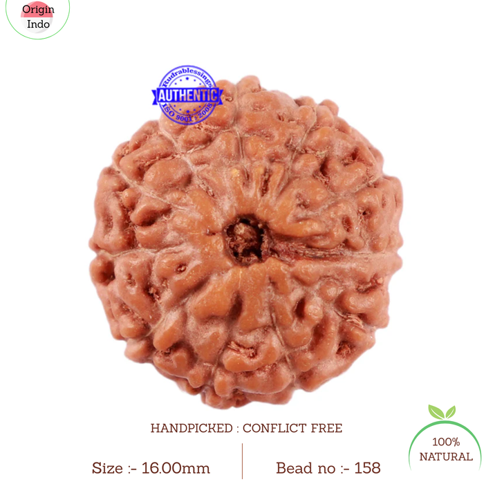 11 Mukhi Indonesian Rudraksha - Bead No. 158