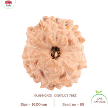 Load image into Gallery viewer, 11 Mukhi Indonesian Rudraksha - Bead No. 89
