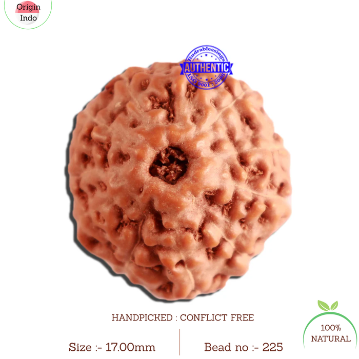 11 Mukhi Indonesian Rudraksha - Bead No. 225