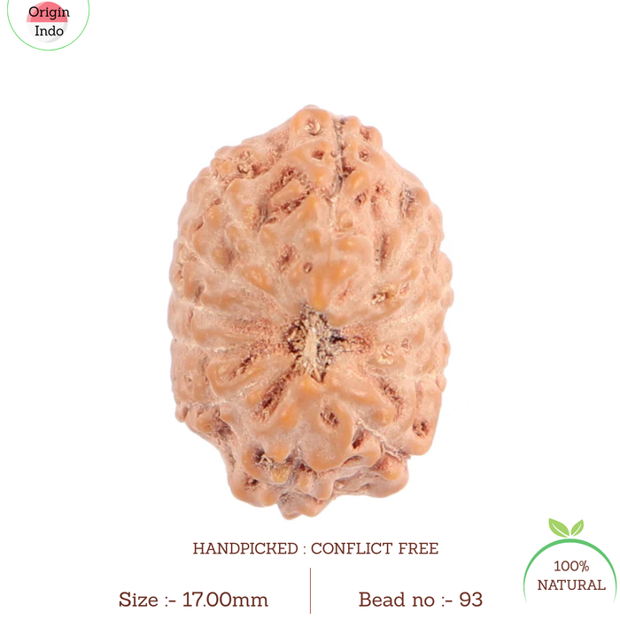 11 Mukhi Indonesian Rudraksha - Bead No. 93