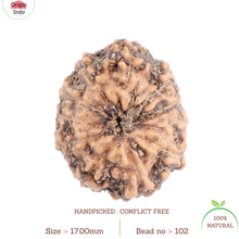 Load image into Gallery viewer, 11 Mukhi Indonesian Rudraksha - Bead No. 102
