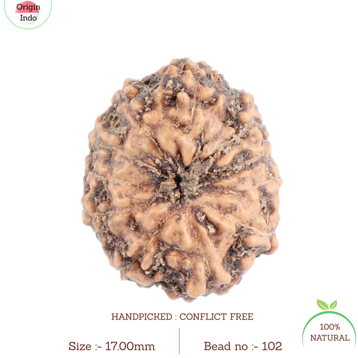 11 Mukhi Indonesian Rudraksha - Bead No. 102