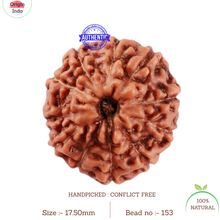 Load image into Gallery viewer, 11 Mukhi Indonesian Rudraksha - Bead No. 153

