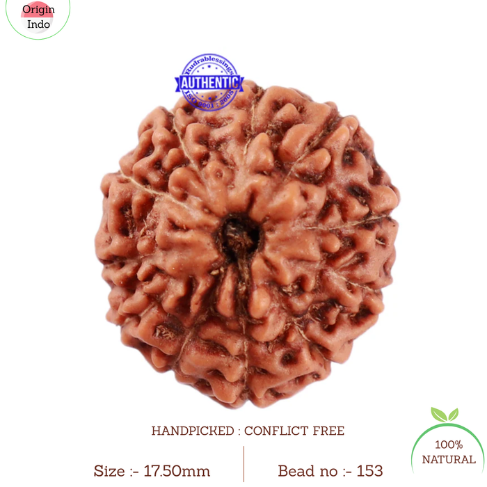 11 Mukhi Indonesian Rudraksha - Bead No. 153