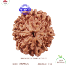 Load image into Gallery viewer, 11 Mukhi Indonesian Rudraksha - Bead No. 148
