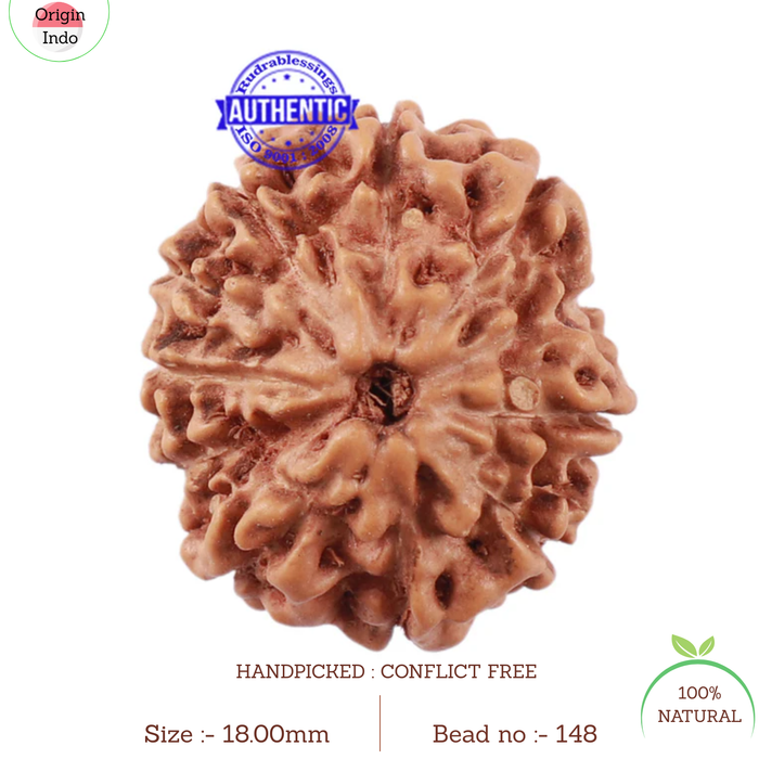 11 Mukhi Indonesian Rudraksha - Bead No. 148