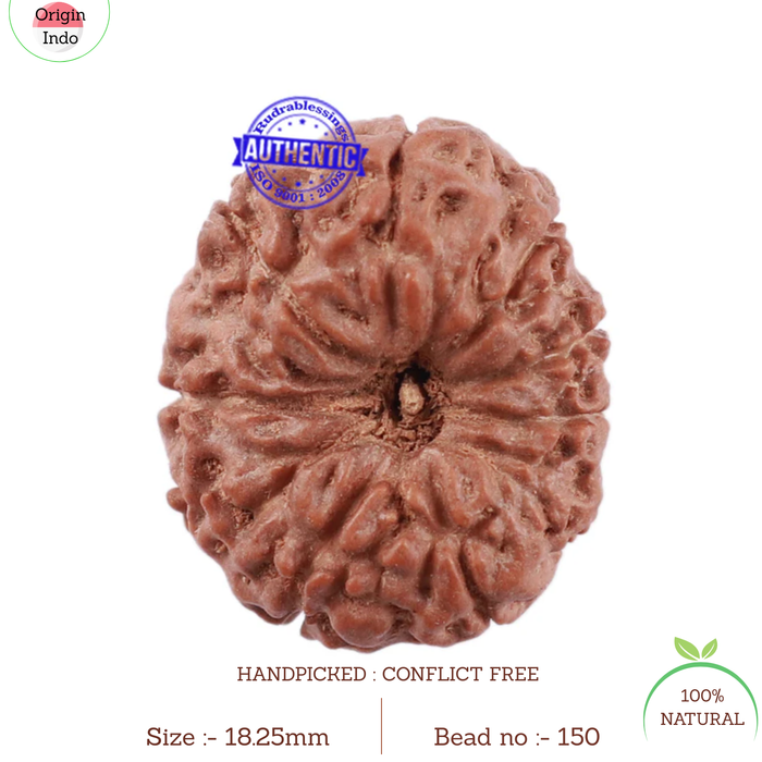 11 Mukhi Indonesian Rudraksha - Bead No. 150
