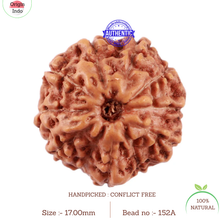 Load image into Gallery viewer, 11 Mukhi Indonesian Rudraksha - Bead No. 152A
