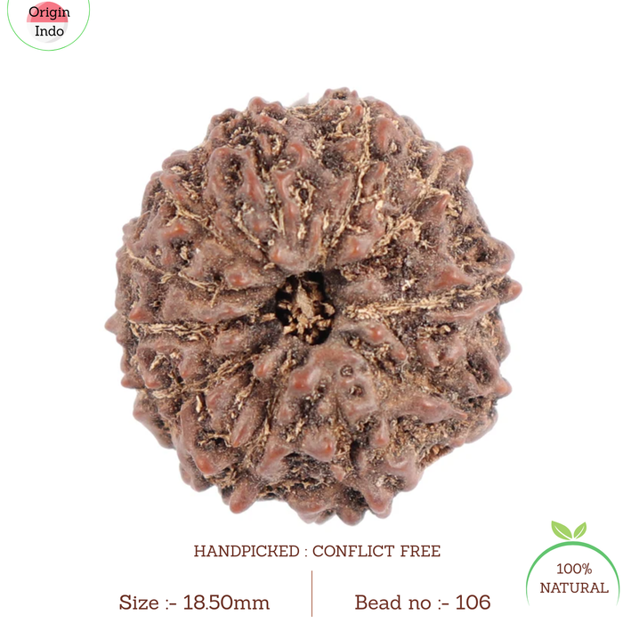 11 Mukhi Indonesian Rudraksha - Bead No. 106