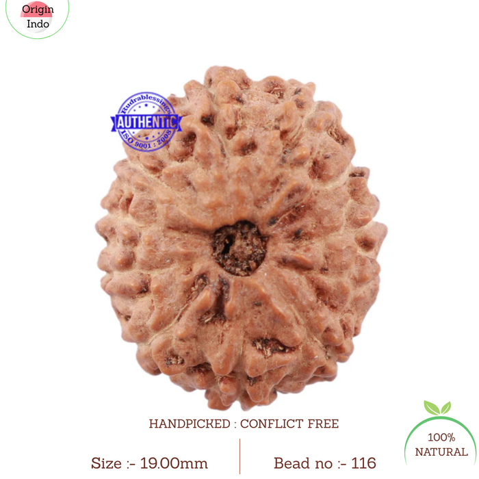 11 Mukhi Indonesian Rudraksha - Bead No. 116