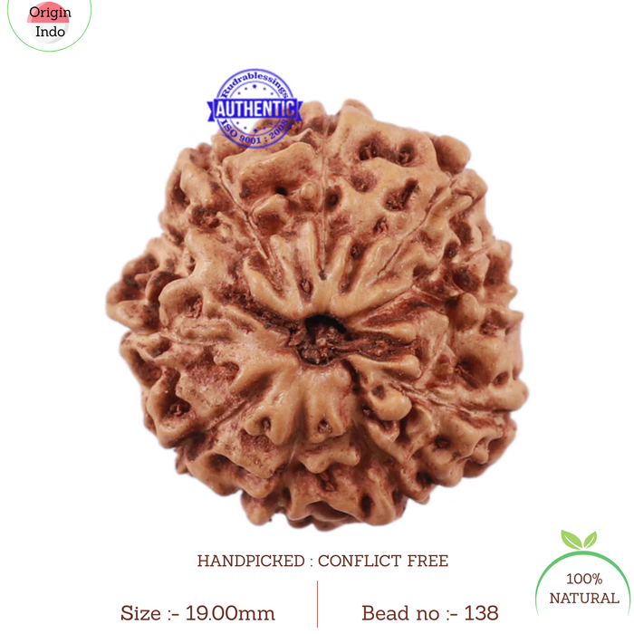 11 Mukhi Indonesian Rudraksha - Bead No. 138