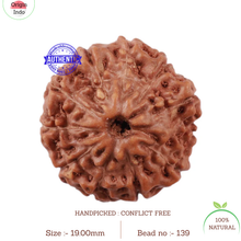 Load image into Gallery viewer, 11 Mukhi Indonesian Rudraksha - Bead No. 139
