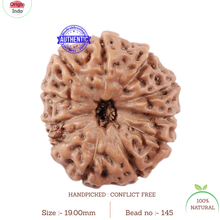 Load image into Gallery viewer, 11 Mukhi Indonesian Rudraksha - Bead No. 145
