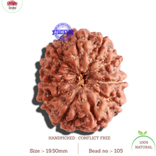 Load image into Gallery viewer, 11 Mukhi Indonesian Rudraksha - Bead No. 105
