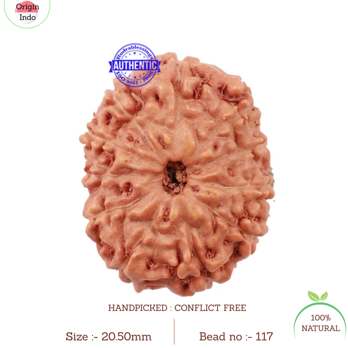11 Mukhi Indonesian Rudraksha - Bead No. 117