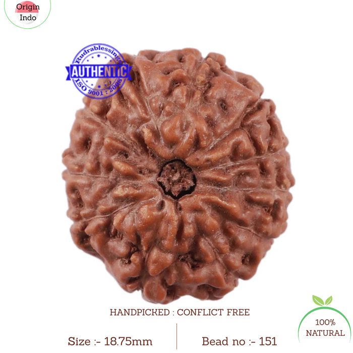 11 Mukhi Indonesian Rudraksha - Bead No. 151